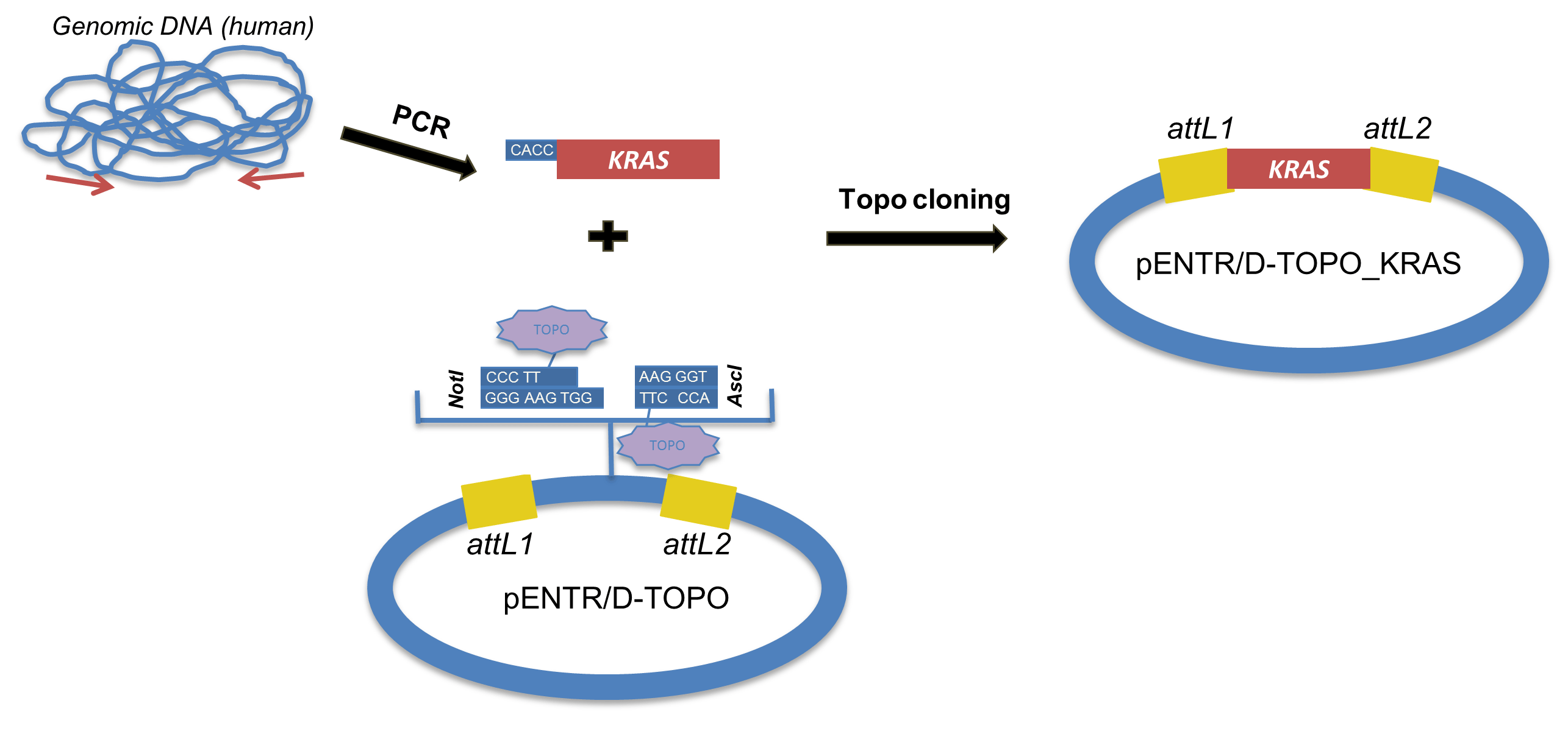 Plasmids 101: Gateway Cloning